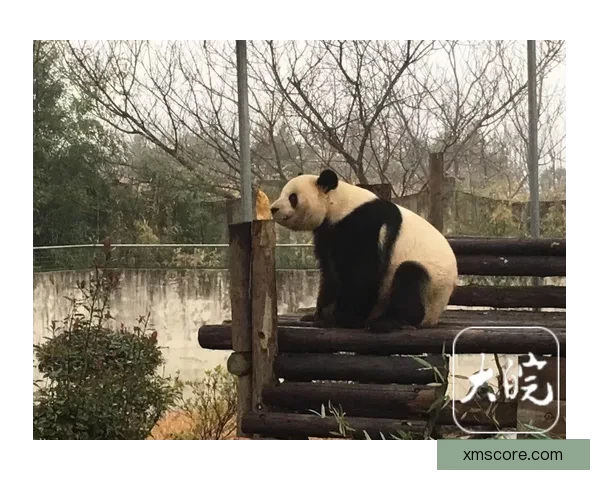 熊猫体育无法正常打开的原因与解决方法详解